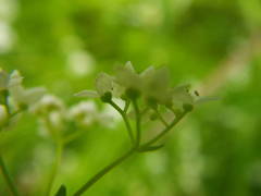 Galium uliginosum