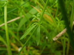 Galium uliginosum