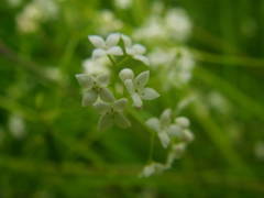 Galium uliginosum