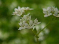 Galium uliginosum