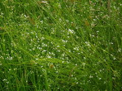 Galium uliginosum