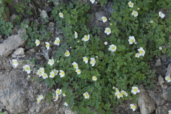Isopyrum anemonoides