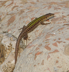 Podarcis siculus