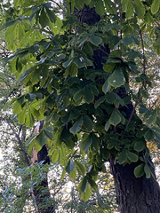 Aesculus hippocastanum