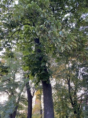 Aesculus hippocastanum