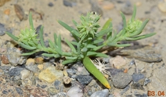 Gymnocarpos sclerocephalus