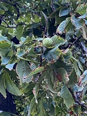 Aesculus hippocastanum