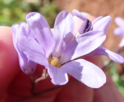 Image of Ixia rapunculoides by no rights reserved