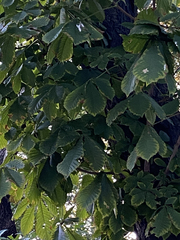 Aesculus hippocastanum