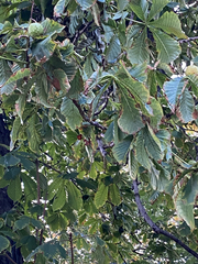 Aesculus hippocastanum