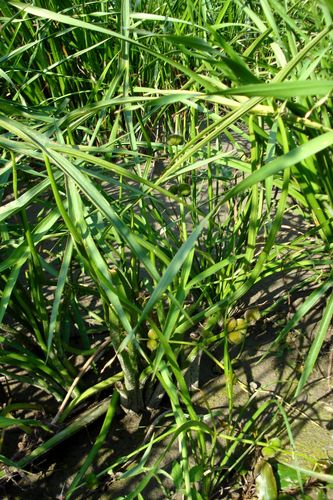 Sagittaria trifolia iNat (2)