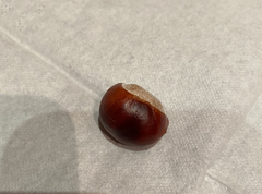 Aesculus hippocastanum