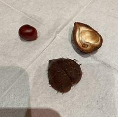 Aesculus hippocastanum