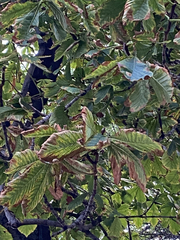 Aesculus hippocastanum