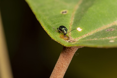 Aphthona strigosa