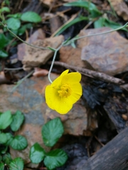 Ranunculus bupleuroides