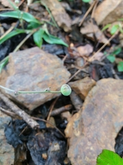 Ranunculus bupleuroides