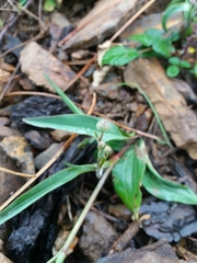 Ranunculus bupleuroides