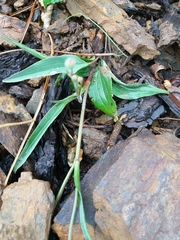 Ranunculus bupleuroides