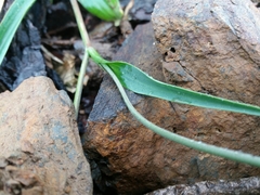 Ranunculus bupleuroides