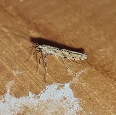 Caloptilia populetorum
