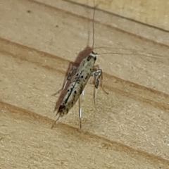 Caloptilia populetorum