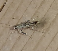 Caloptilia populetorum