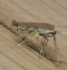 Caloptilia populetorum