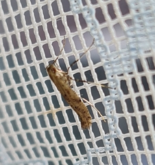 Caloptilia populetorum