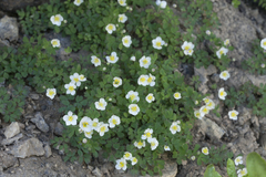 Isopyrum anemonoides