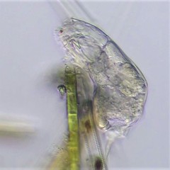 Cephalodella gracilis