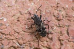 Euander lacertosus