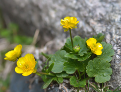 Ranunculus alberti