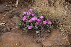 Delosperma purpureum