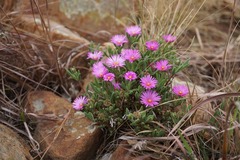 Delosperma purpureum