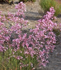 Limonium insigne