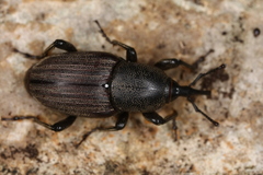 Sphenophorus piceus