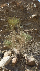 Plocama aucheri