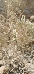 Plocama aucheri