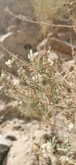 Plocama aucheri