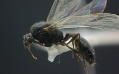 Solenopsis fugax