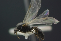 Solenopsis fugax