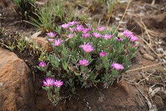 Delosperma purpureum