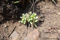 Delosperma purpureum