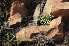 Delosperma purpureum
