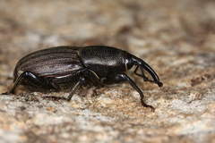 Sphenophorus piceus