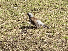 Turdus pilaris