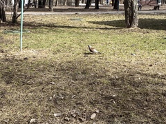 Turdus pilaris