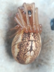 Pachygnatha clercki