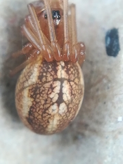 Pachygnatha clercki